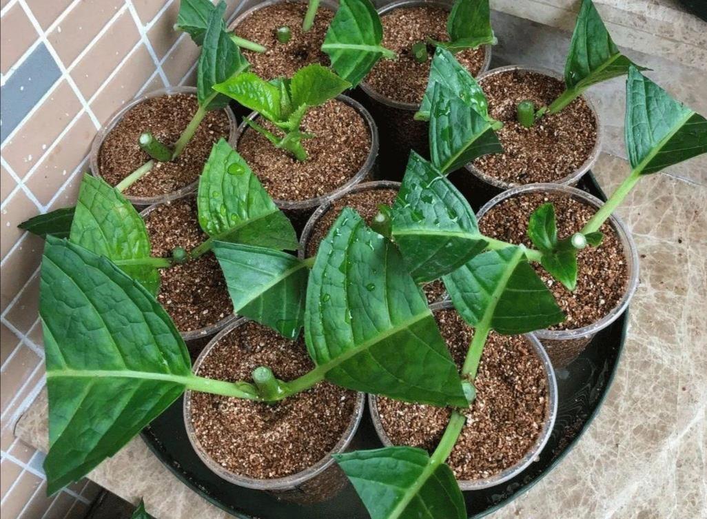 3种漂亮的花,剪个嫩枝就能繁殖,生根速度快