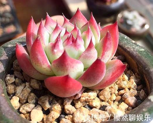 夏天养多肉，掉叶落叶太急人，做好“几点”，依旧水润肥嘟嘟