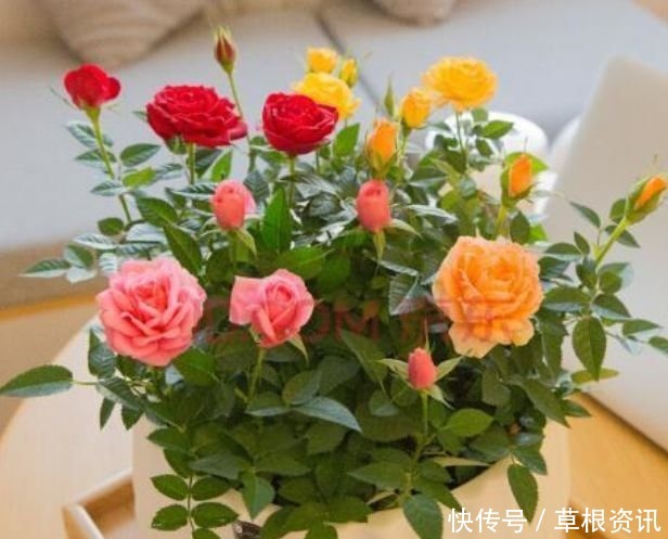 “4种花”最适合女生养,花色全还香,沁人心脾,芳香满屋
