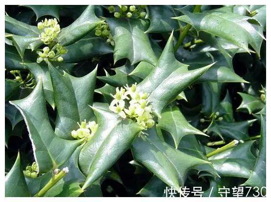 民间|十大功劳,一种神奇的民间草药!学会妙用,不止10种功效!