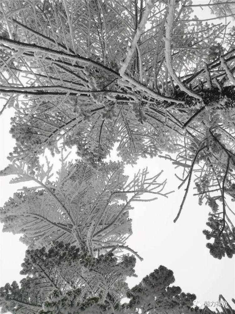 轿子雪山2021年第一场雪