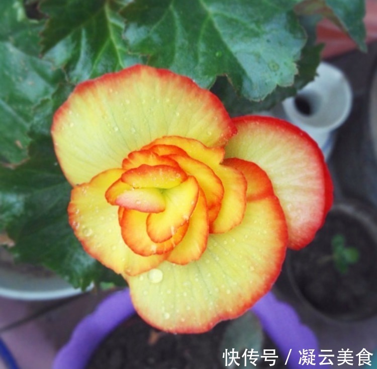 这2种花卉“养不好”教你学会“3招”，花卉顺利生长，开花不断