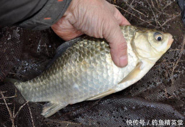 饵料|怎样在天寒地冻的冬季钓到鱼？分享一种我自配的冬季钓鲫饵