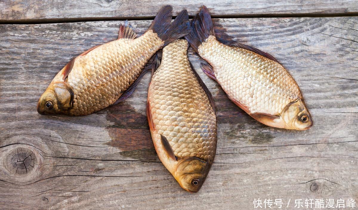 买鲫鱼,要分清“工程鲫”和“土鲫”,差别很大,买错浪费钱