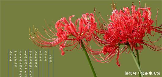  世界|世界上最悲伤的花彼岸花！看了眼泪忍不住了
