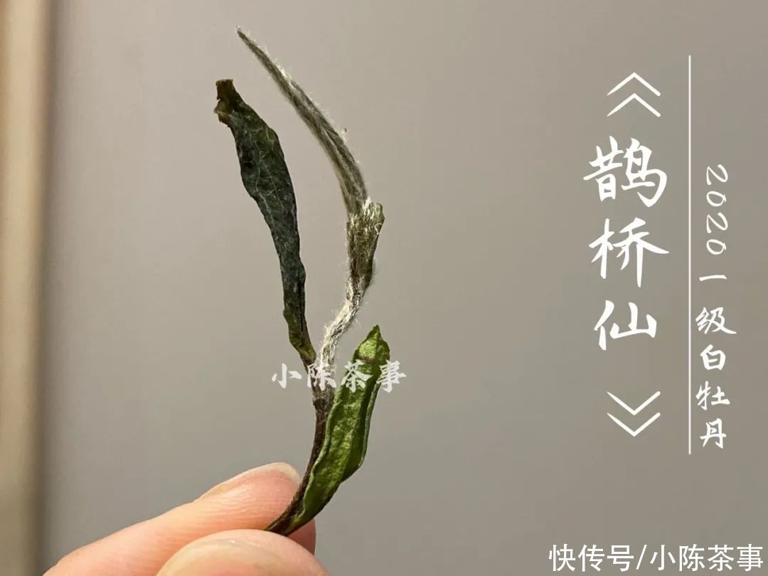  白牡丹|花香满颊，汤水劲滑，时隔7个月，2020白牡丹有了哪些变化？