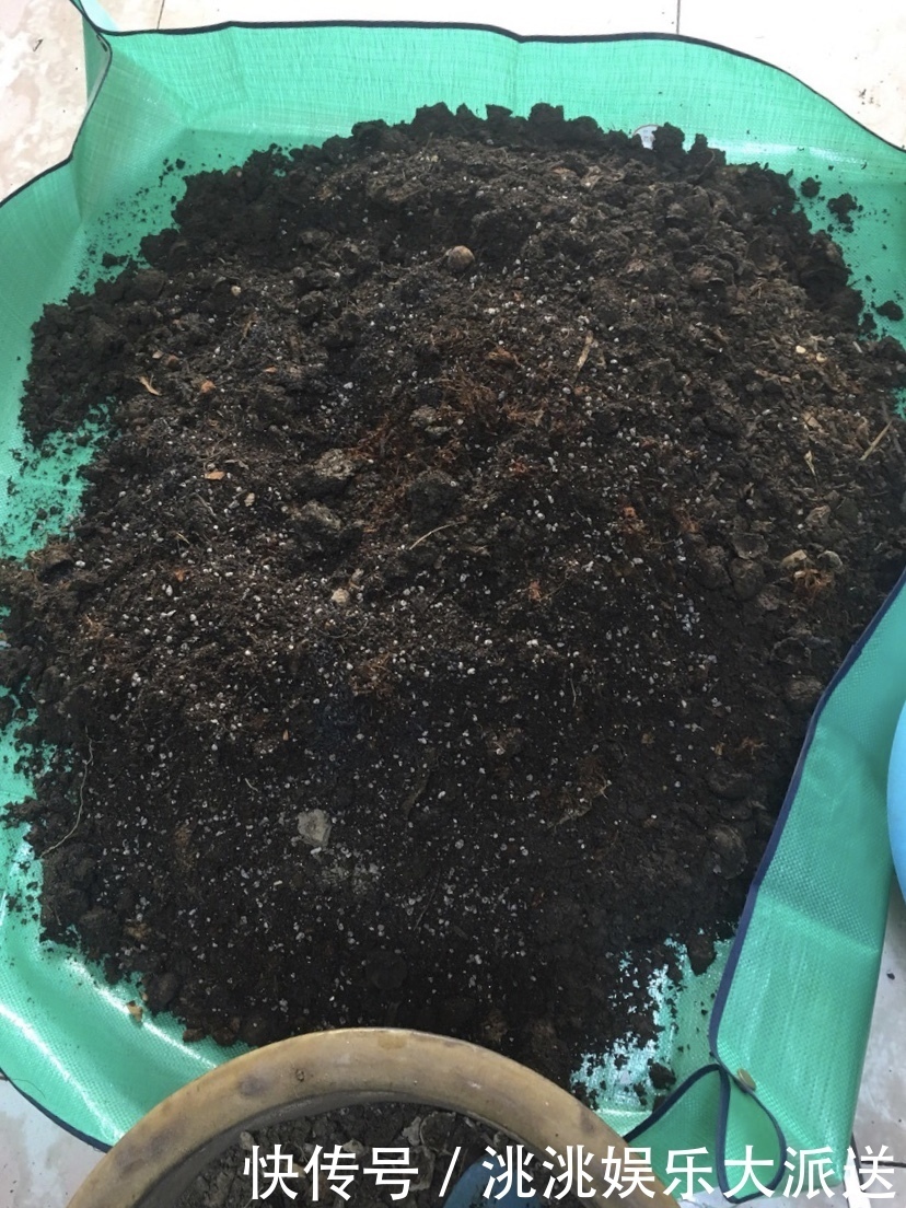 浇水|进入夏季,“多肉党”做好这3步,防止多肉“穿裙子”,一学就会