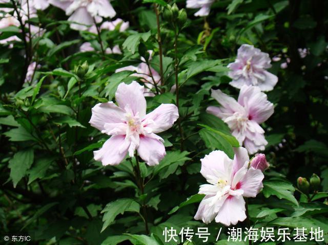 农村庭院常见“疟子花”,花朵鲜食美味爽滑,4大功效在这里