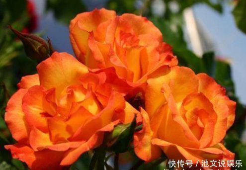 牡丹|喜欢牡丹,不妨养“珍稀玫瑰”宠爱小姐,金蕊红衣,清奇美丽!