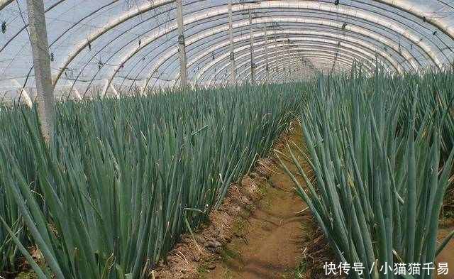 血液循环|大葱+红糖,效果神奇,奶奶脖子不痛了,就连头晕手麻也不见了!