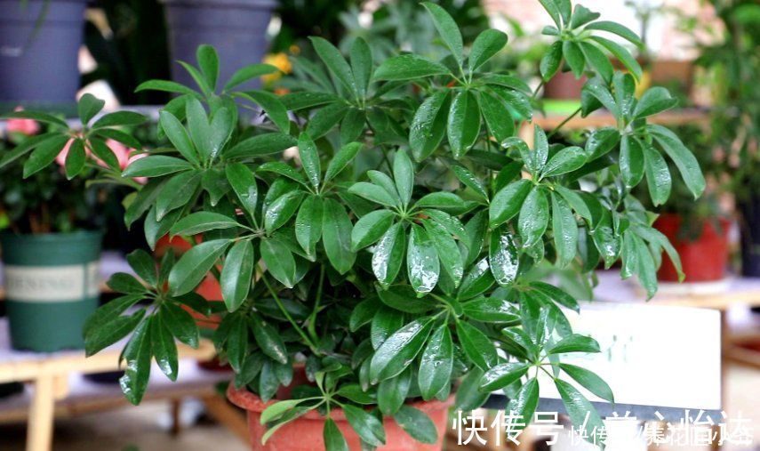 净化|家里要养这5种绿植，能净化空气寓意好，新手也能养，观赏价值高