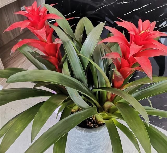 黄叶|适合客厅养的6种植物,姿态优美,美观大方,寓意又美好