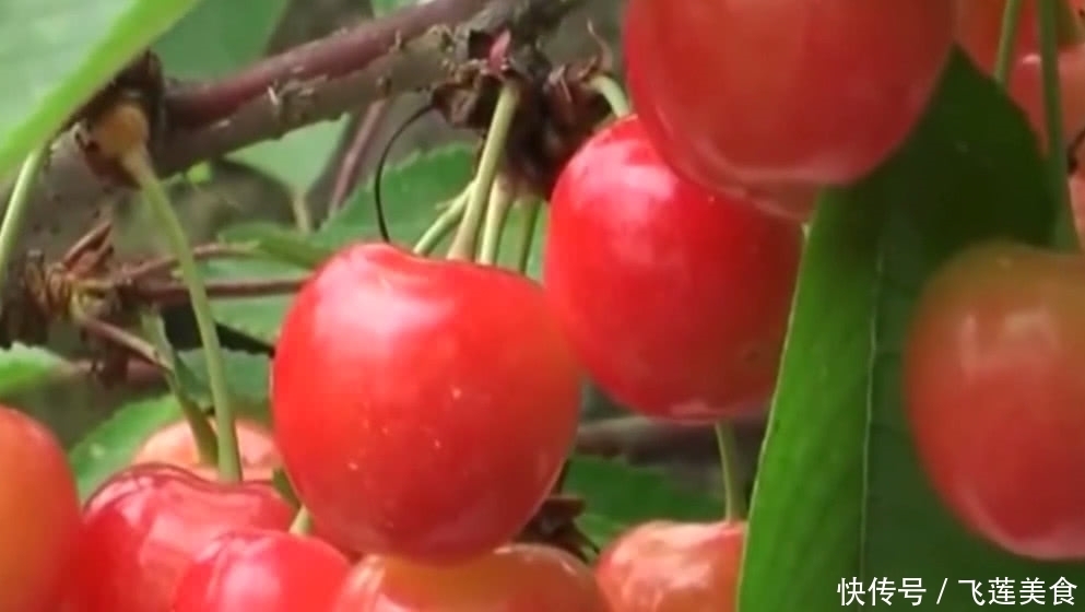 食物|老外抱怨被中国人盯上的食物,外国人就吃不起