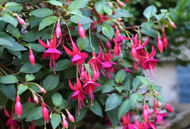 这花比绿萝好养,疯狂开花,花色五彩斑斓,想不爆盆都难