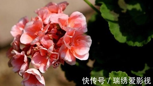 再便宜也不要买!摘几片叶子,就能叶插一整盆!