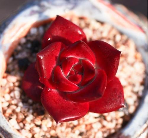 3种多肉长出状态绝美,养的人多少有人养好,你养过几种?