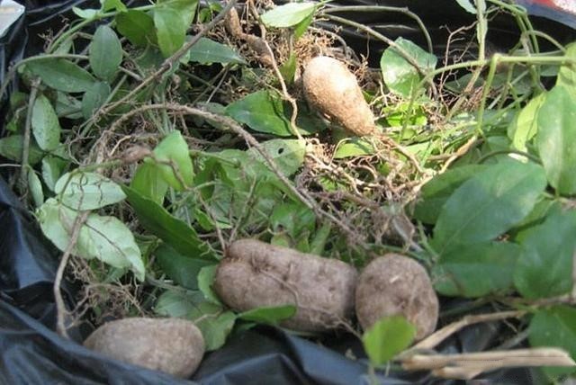 江西草药|农村只长三片叶子的野草，根茎却是“草中金”，比铁皮石斛还好