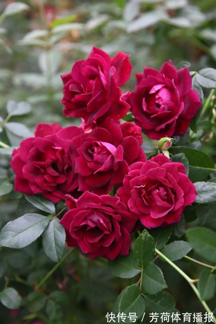 家养这些植物,阳台开出花海,花型别致可爱,花色清新淡雅