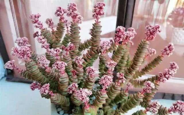 夏天给多肉浇水,知道几个养护小妙招,随便养出白胖子