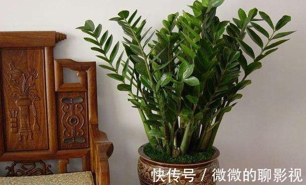 冬天室内养3种花,耐阴又好养,懒人都能养爆盆,观赏价值高