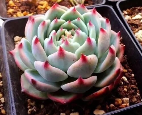 新手养多肉植物，春天牢记3个字，根不烂，个个胖嘟嘟