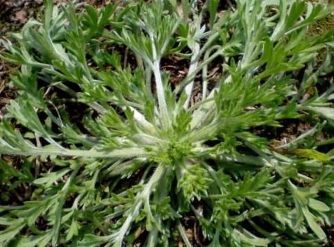 价值|农村的野菜,味道比肉还鲜,价值珍贵,一斤80元,你可能错过了