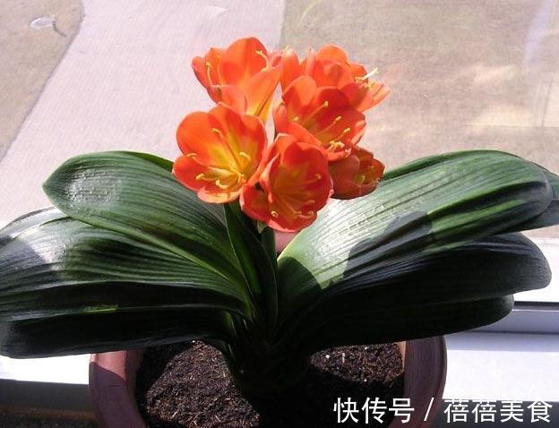 做好这几件事,新手也能养出株型端庄叶片苍翠挺拔的君子兰