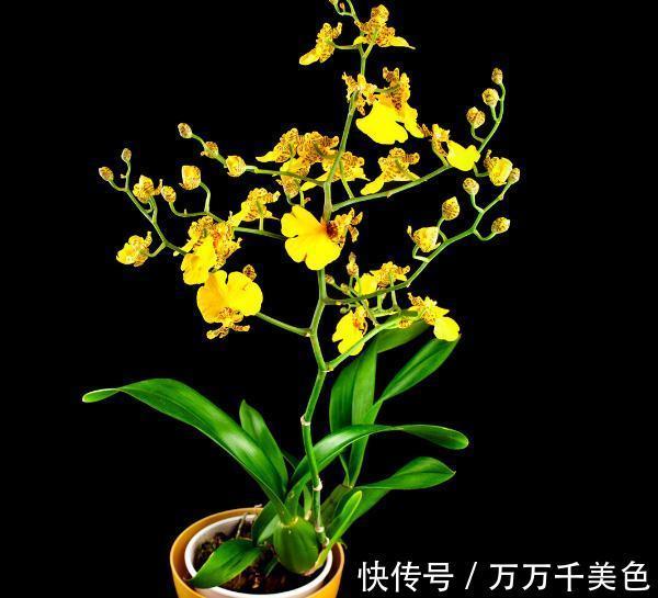 花盆越小开花越好的“皮实”花，塞进小花盆里，好养又好看