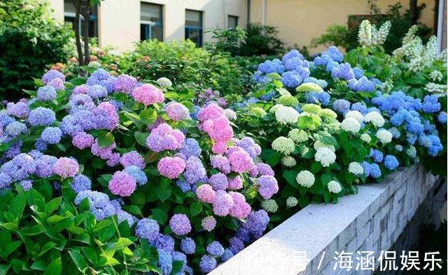 无尽夏|秋天绣球花要修剪吗了解开花方式很重要，做对了明年轻松爆盆