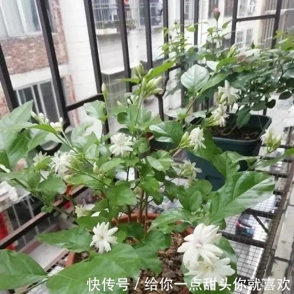 薰衣草|4种“香水花”,选一种养家里,晒晒太阳,满屋香水味,又香又美