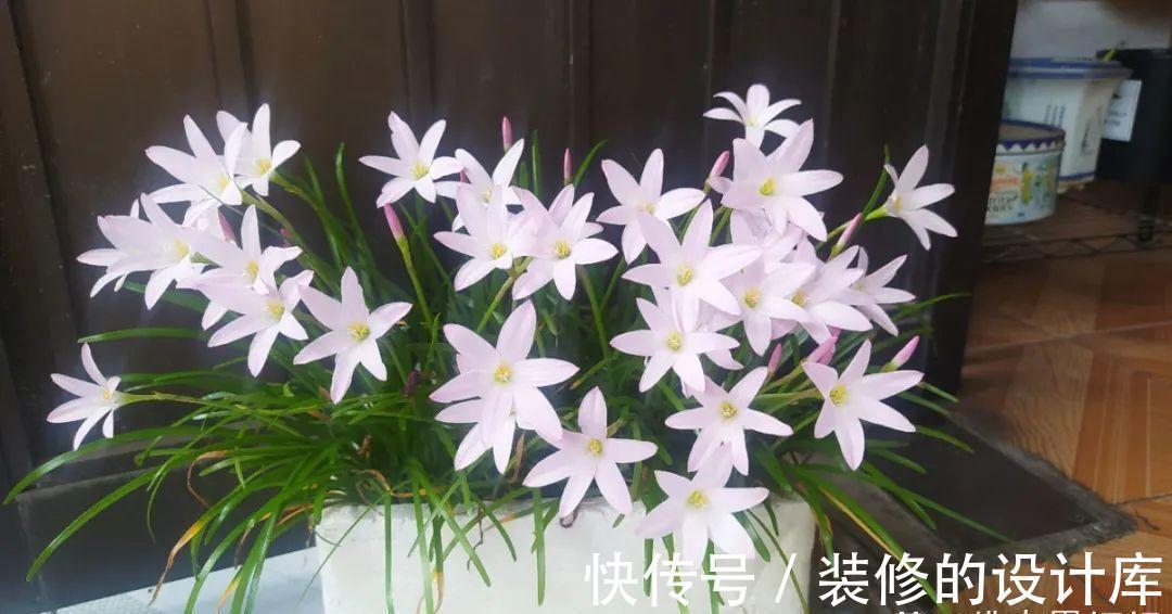 芦荟|8种花像“老母猪”，种一棵，生一窝，多得没地方养
