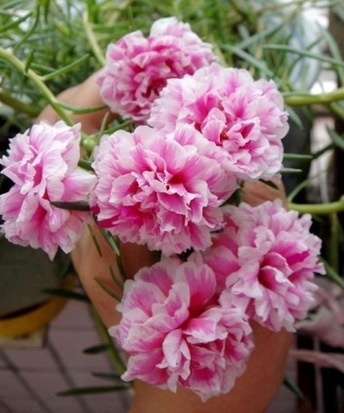 太阳花|4种花现在养刚刚好，开花很漂亮，浇水就疯长，夏季也能疯长不停