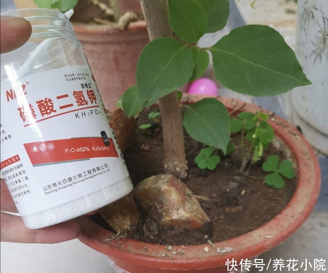 枝条|三角梅有“3喜1怕”，想要开花满盆，就要这么养