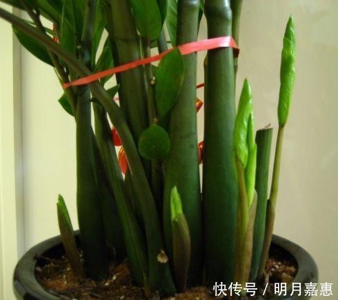 4种花被人们称为“穷命花”，不能住“大房子”，挤挤反而易爆盆