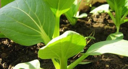 阳台上|非常适合盆栽在阳台上!阳台盆栽上几盆,足足吃一年!