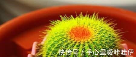 5种花“不吉利”，再喜欢也别放“室内”，你家若有，抓紧搬出去