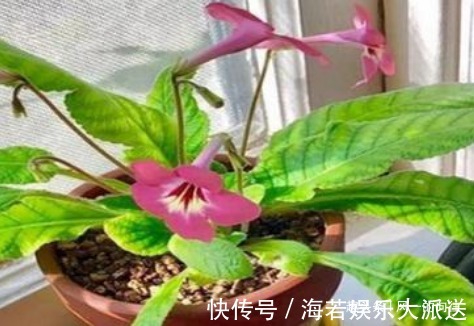 窗台上就养这三盆花,一茬一茬的开个不停!清香又好看