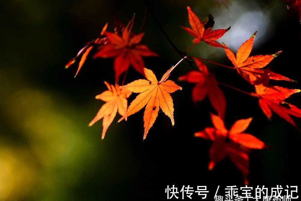 利水消肿|一碗立秋汤，补脾润肺、利水消肿，为你清掉身体的垃圾，喜事临门