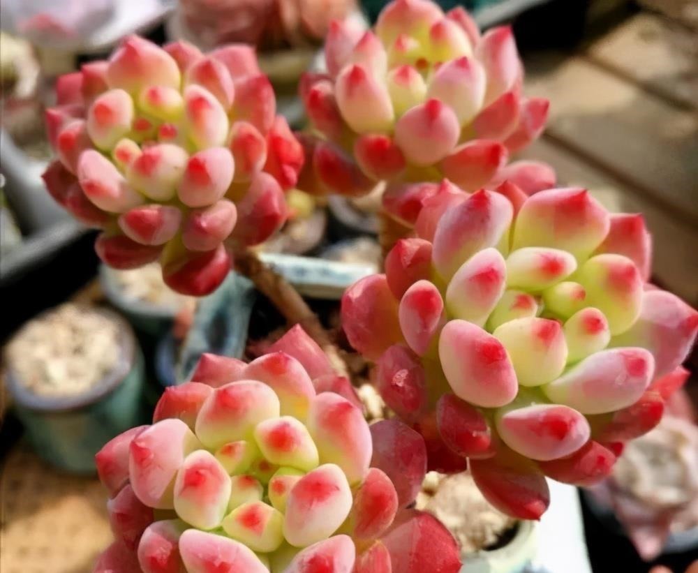 阳台养不好多肉，多半是浇水不当，教你正确浇水，个个长成胖娃娃