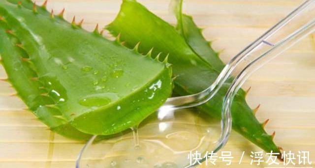 养芦荟,“脾气”爆,一言不合爆满小崽,砍掉小芽变“大树”