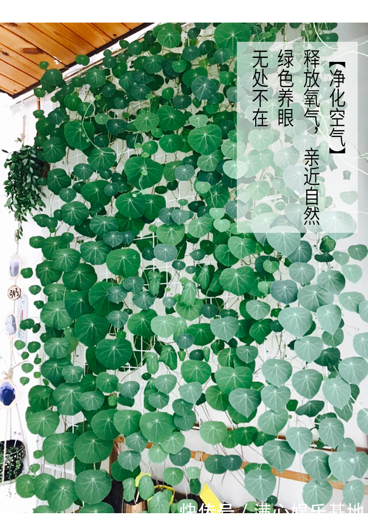 寓意|5种“丑花”,寓意却大,富贵又威武,再丑也要养一盆