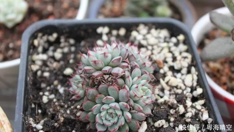 姜还是老的辣,我已被老妈养的多肉秒杀!