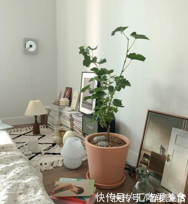 客厅|一人独居63平小户型客厅这么装实用极了！卧室更美！晒晒