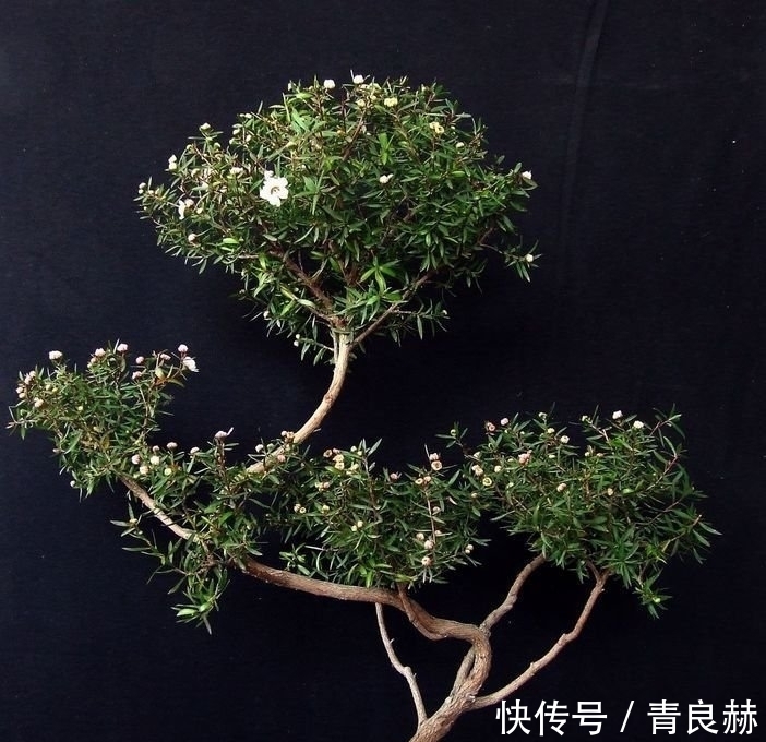 4种花好养易活,旺财又养人,花开就爆盆,漂亮又好养!