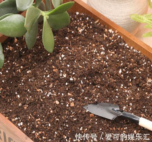 养花不会施肥,那你需要看看这个,为你的花选对肥