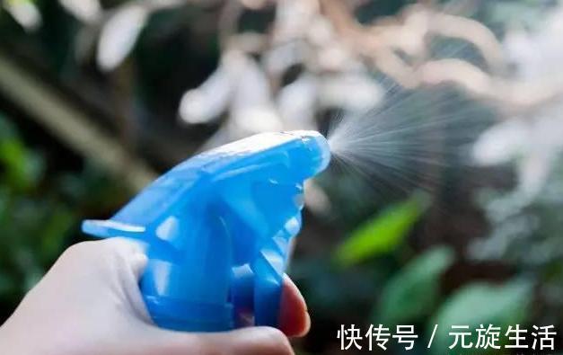 教你1分钟自制“杀虫水”，浇水加1勺，根壮不生虫！