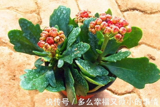 “细菌”的克星找到了，在室内养这4种花，空气清新少生病！