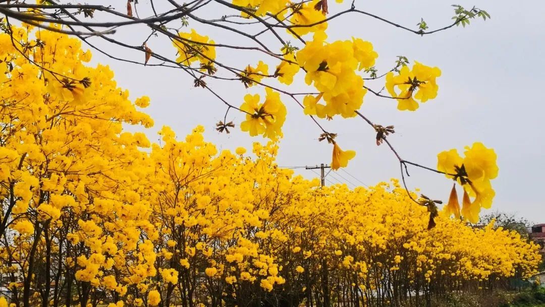 美爆了，佛山黄金风铃木绚烂绽放！花期短，多图带你赏→