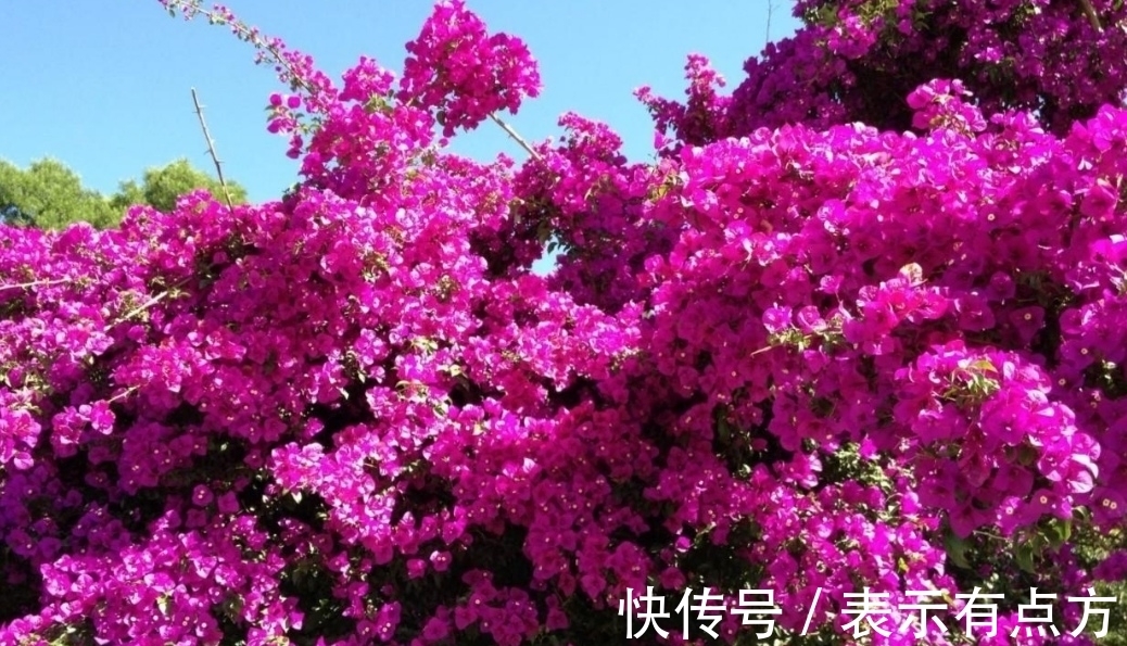 院子|院子里养上4种藤本花卉,花期开成花海,犹如美丽画卷