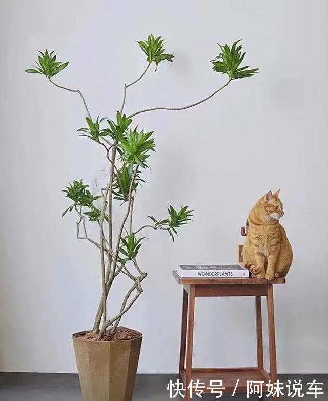 寿命长|客厅养花就选这六种，寿命长、寓意好，省心又好养，你家养了几种